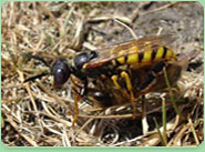 wasp control Ringwood
